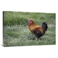 thumbnail image 1 of Global Gallery  Domestic Chicken - Partridge Wyandotte Miniature - Cockerel Art Print, 1 of 1