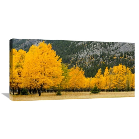 Global Gallery Don Johnston 'Autumn Aspens in Meadow' Canvas Wall Art