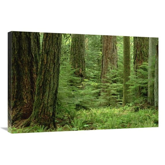 Global Gallery Douglas Fir Old Growth Forest - Vancouver Island - BC - Canada Art Print