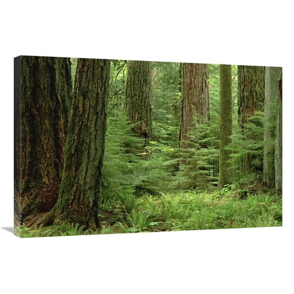 Global Gallery  Douglas Fir Old Growth Forest - Vancouver Island - BC - Canada Art Print