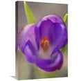 thumbnail image 1 of Global Gallery  Dutch Crocus Flower with Pistil - Hoogeloon - Netherlands Art Print - Silvia Reiche, 1 of 1