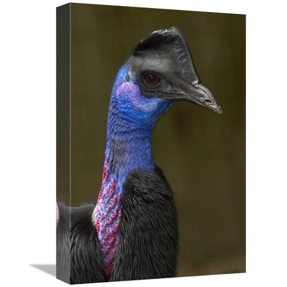 Global Gallery  Dwarf Cassowary Portrait - Native to New Guinea Art Print - San Diego Zoo
