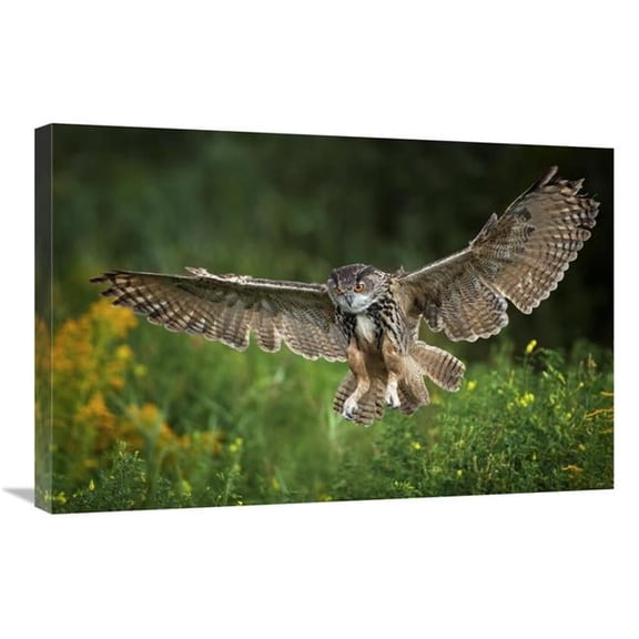 Global Gallery Eagle Owl Landing - Netherlands Art Print