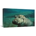 thumbnail image 1 of Global Gallery  East African River Hippopotamus Baby Underwater - Native to Africa Art Print - San Diego Zoo, 1 of 1