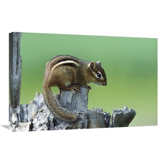 Global Gallery Eastern Chipmunk on Snag - North America Art Print - Konrad Wothe