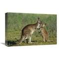 thumbnail image 1 of Global Gallery  Eastern Grey Kangaroo Mother with Joey - Australia Art Print - Cyril Ruoso, 1 of 1
