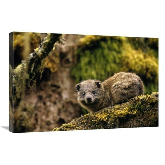 Global Gallery Eastern Tree Hyrax in Hagenia Tree - VIrunga Mountain - Rwanda Art Print