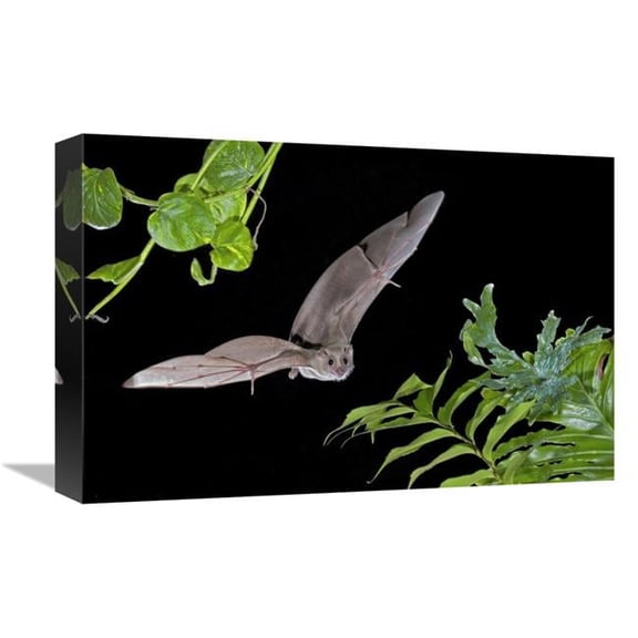Global Gallery Egyptian Fruit Bat Flying - Michigan Art Print - Steve Gettle