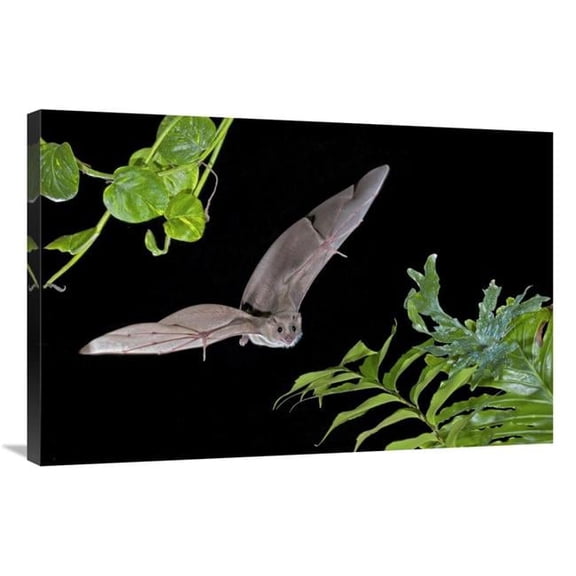 Global Gallery Egyptian Fruit Bat Flying - Michigan Art Print - Steve Gettle