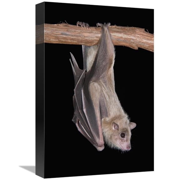 Global Gallery Egyptian Fruit Bat Roosting - Michigan Art Print