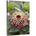 thumbnail image 1 of Global Gallery  Elegant Zinnia Queen Red Lime Variety Flower Art Print - Visionspictures, 1 of 1