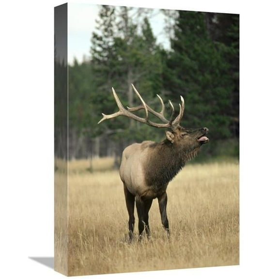 Global Gallery Elk Male Bugling During Rut - Autumn - Yellowstone National Park - Wyoming Art Print - Michael Quinton