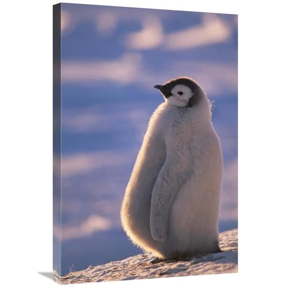 Global Gallery Emperor Penguin Chick - Princess Martha Coast - Weddell Sea - Antarctica Art Print - Tui De Roy