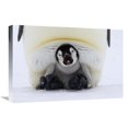 thumbnail image 1 of Global Gallery  Emperor Penguin Chick on the Feet of An Adult Calling - Antarctica Art Print - Rob Reijnen, 1 of 1