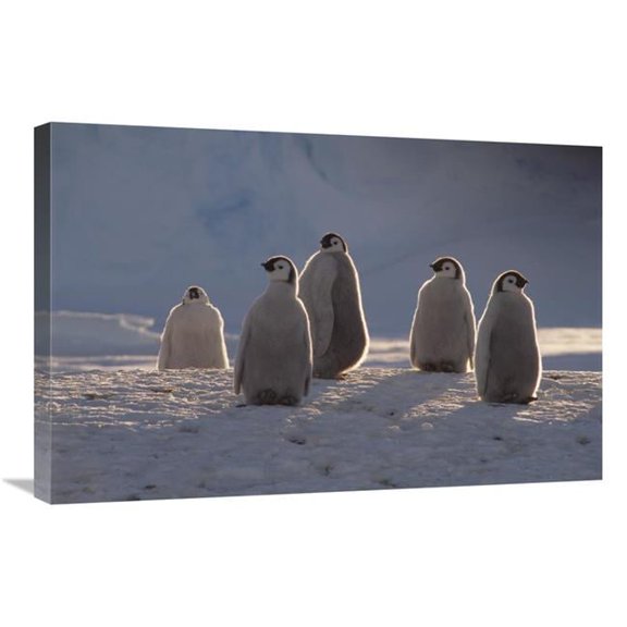 Global Gallery  Emperor Penguin Chicks in Midnight Sun - Princess Martha Coast - Antarctica Art Print - Tui De Roy