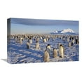 thumbnail image 1 of Global Gallery  Emperor Penguin Colony - Atka Bay - Weddell Sea - Antarctica Art Print - Tui De Roy, 1 of 1