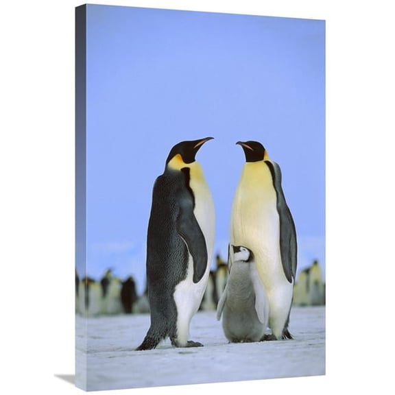 Global Gallery Emperor Penguin Family - Antarctica Art Print - Konrad Wothe