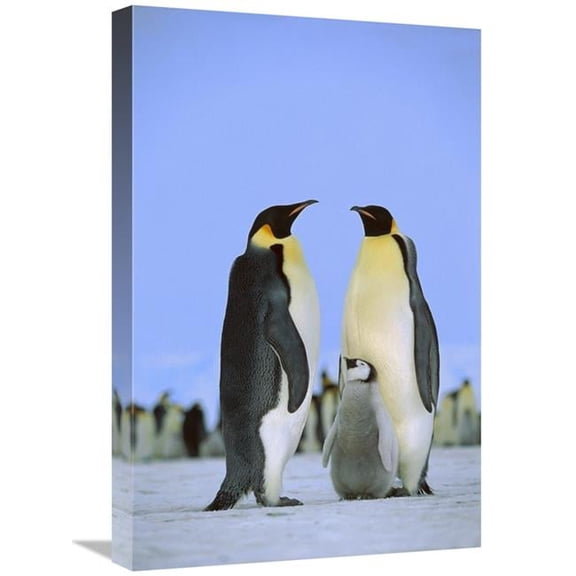 Global Gallery Emperor Penguin Family - Antarctica Art Print - Konrad Wothe