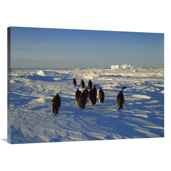 Global Gallery Emperor Penguin Group Walking on Ice - Antarctica Art Print - Konrad Wothe