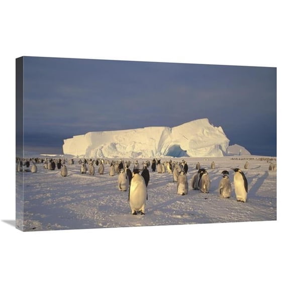 Global Gallery Emperor Penguin Large Rookery on Sea Ice - Weddell Sea ...