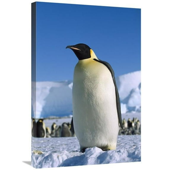 Global Gallery Emperor Penguin Portrait - Antarctica Art Print - Konrad Wothe - 20in. x 30in.