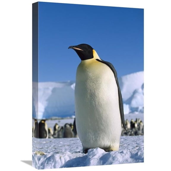 Global Gallery Emperor Penguin Portrait - Antarctica Art Print - Konrad Wothe