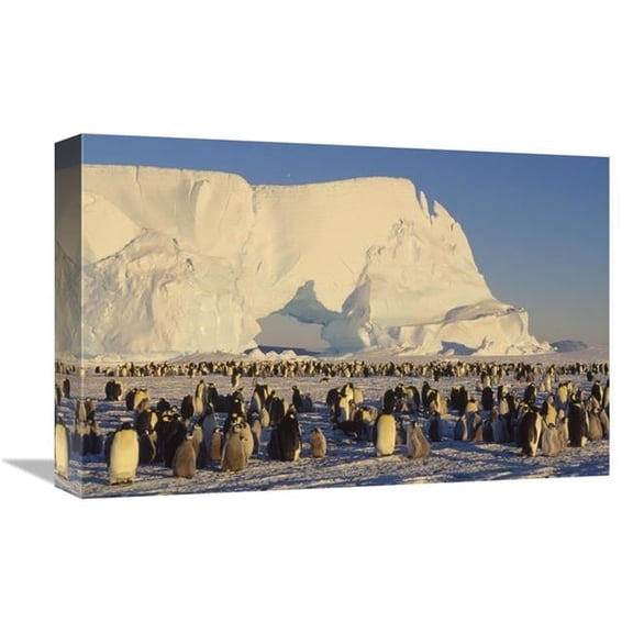 Global Gallery Emperor Penguin Rookery with Iceberg in Background - Antarctica Art Print - Konrad Wothe