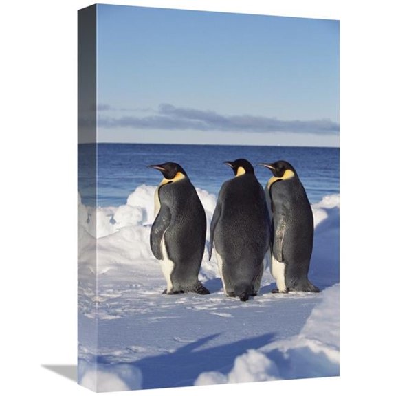 Global Gallery Emperor Penguin Trio on Edge of Ice - Antarctica Art Print - Konrad Wothe