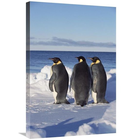 Global Gallery Emperor Penguin Trio on Edge of Ice - Antarctica Art Print - Konrad Wothe
