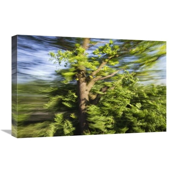 Global Gallery English Oak Blowing in the Wind - Upper Bavaria - Germany Art Print - Konrad Wothe