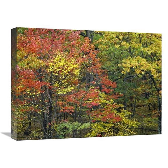 Global Gallery Fall Foliage at Fishers Gap - Shenandoah National Park - Virginia Art Print - Tim Fitzharris