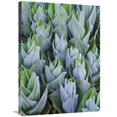 thumbnail image 1 of Global Gallery  False Hellebore with Frost - Gothic - Colorado Art Print - Tim Fitzharris, 1 of 1
