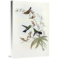 thumbnail image 1 of Global Gallery  Family of Hummingbirds Art Print - John Gould, 1 of 1