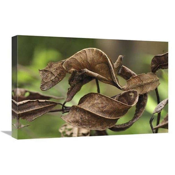 Global Gallery  Fantastic Leaf-Tail Gecko Mimicking Leaves - Andasibe-Mantadia National Park - Madagascar Art Print - Thomas Marent