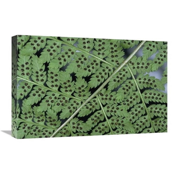 Global Gallery Fern Detail Showing Spore Sacks Art Print