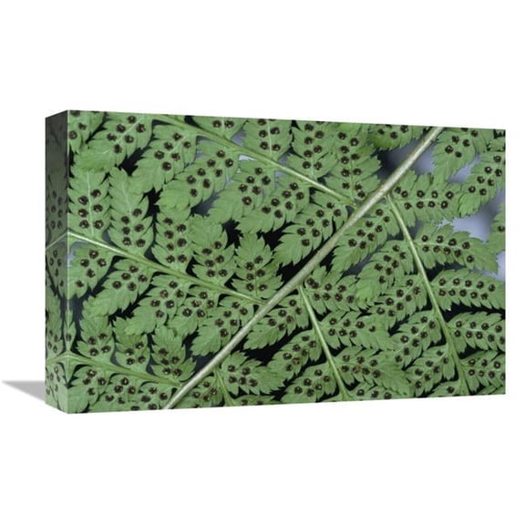 Global Gallery Fern Detail Showing Spore Sacks Art Print
