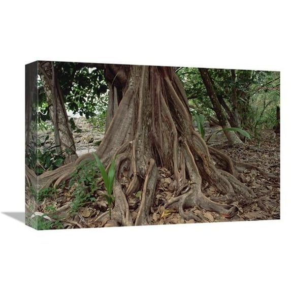 Global Gallery Fig in Lowland Tropical Rainforest - Costa Rica Art Print - Gerry Ellis