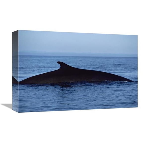 Global Gallery Fin Whale Silhouetted Dorsal Fin - Baja California - Mexico Art Print