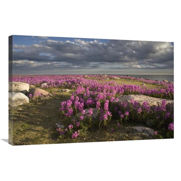 Global Gallery Fireweed Covered Island - Hudson Bay - Canada Art Print - Matthias Breiter