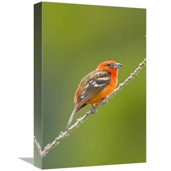 Global Gallery  Flame-Colored Tanager Male - Costa Rica Art Print - Steve Gettle