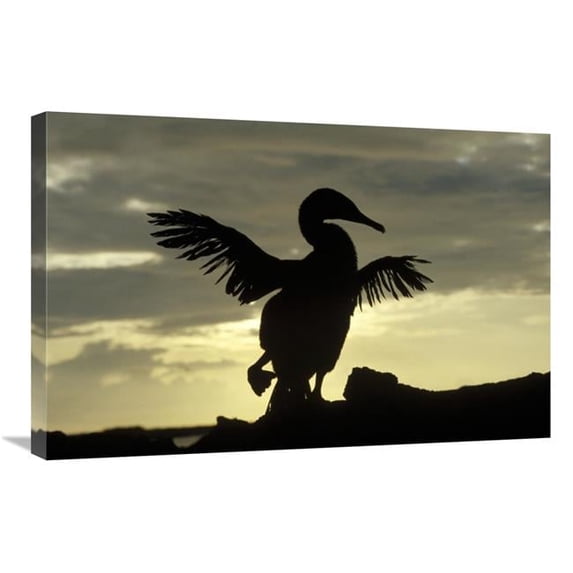 Global Gallery Flightless Cormorant Drying Its Wings - Galapagos Islands - Ecuador Art Print - Konrad Wothe