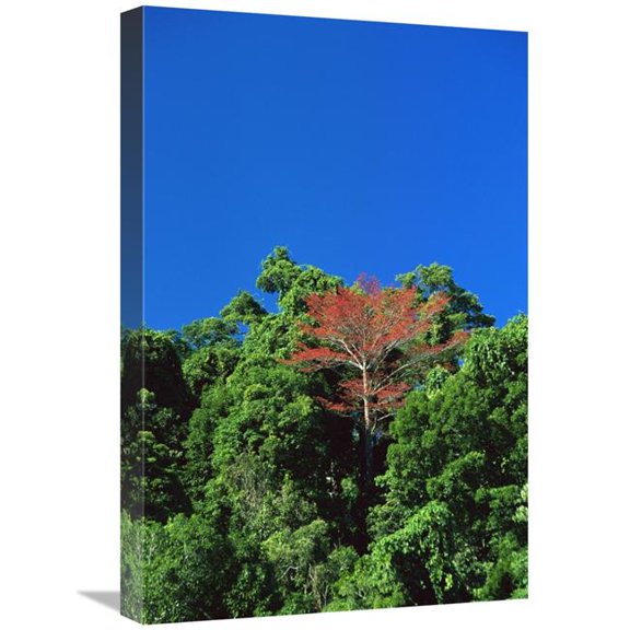 Global Gallery Flowering Rainforest Trees - Yapen Island - Irian Jaya - Indonesia Art Print - Konrad Wothe