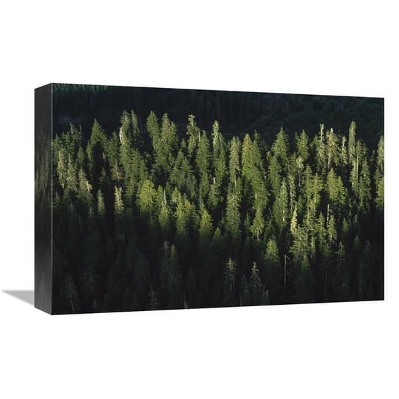 Global Gallery Forest Aerial VIew - Olympic National Park - Washington Art Print