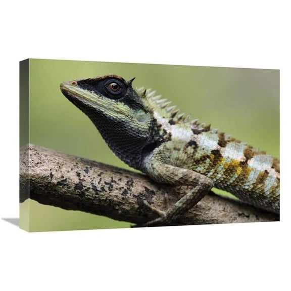 Global Gallery Forest Crested Agama Lizard - Krabi - Thailand Art Print - Chien Lee