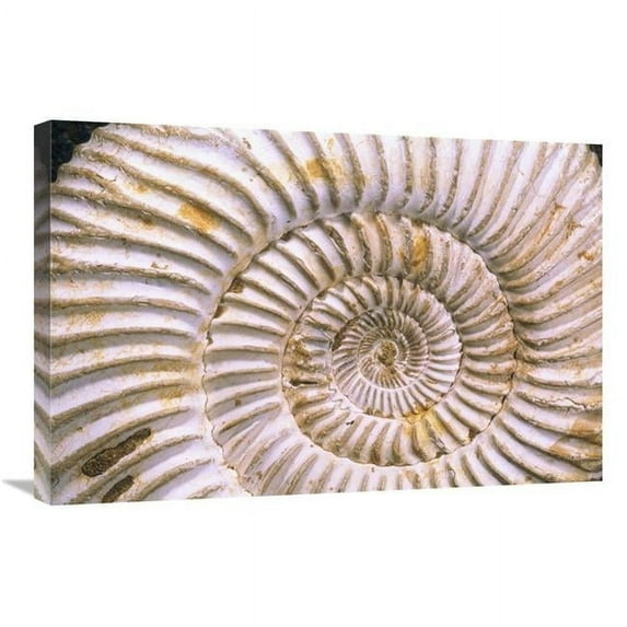 Global Gallery Fossil of Ammonite - Madagascar Art Print - Pete Oxford