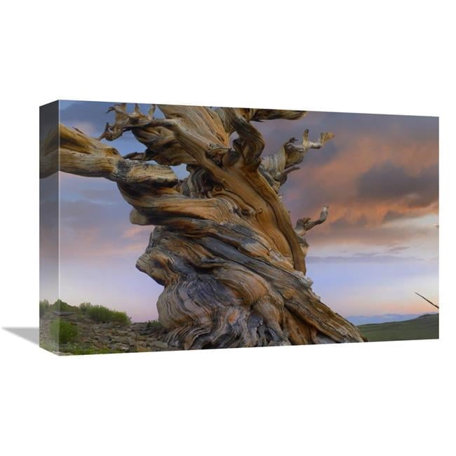 Global Gallery Foxtail Pine Tree - Twisted Trunk of An Ancient Tree
