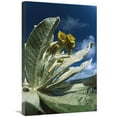 thumbnail image 1 of Global Gallery  Frailejones Growing in Paramo Del Angel - Northern Andes - Ecuador Art Print - Tui De Roy, 1 of 1