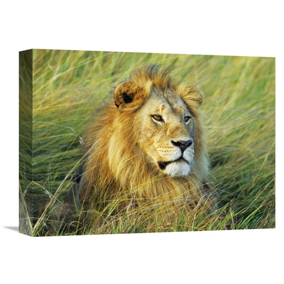Global Gallery Frank Krahmer 'African lion, Masai Mara, Kenya' Canvas Wall Art