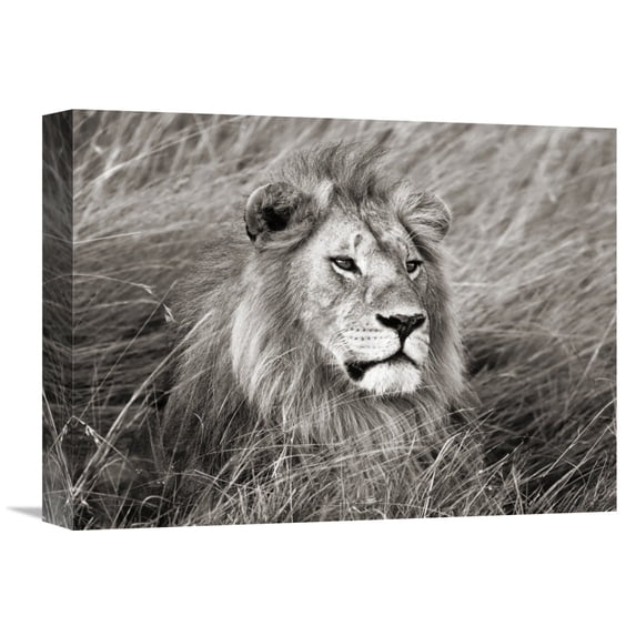 Global Gallery Frank Krahmer,'African lion, Masai Mara, Kenya' Stretched Canvas Artwork