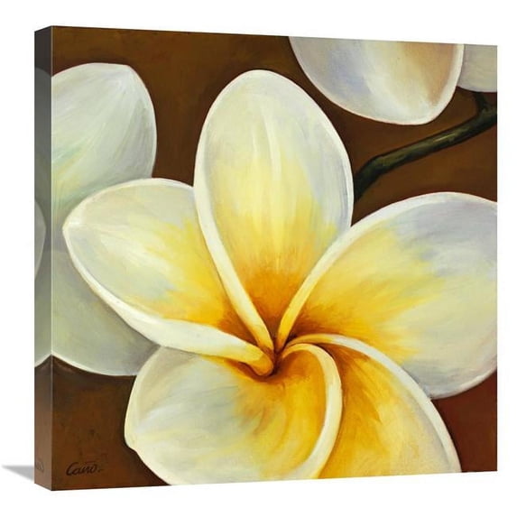 Global Gallery GCS-137414-2424-142 24 x 24 in. Frangipani II Art Print - Clunia